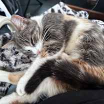 Thumbnail photo of Beatrix #2