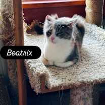 Thumbnail photo of Beatrix #3