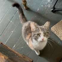 Thumbnail photo of Beatrix #4