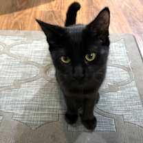 Thumbnail photo of Minun #1