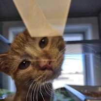 Thumbnail photo of Koi #1