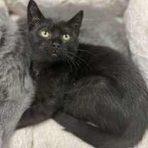 Thumbnail photo of Winston #1