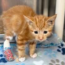 Thumbnail photo of Koi #2