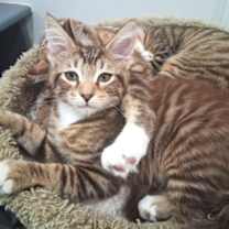 Thumbnail photo of Autumn #1