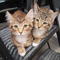 Thumbnail photo of Cranberry #1