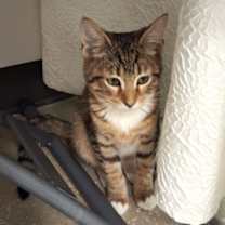 Thumbnail photo of Cranberry #2