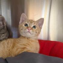 Thumbnail photo of Onyx #1