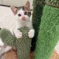 Thumbnail photo of Expresso #1