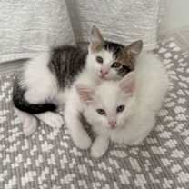 Thumbnail photo of Expresso #2