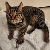 Thumbnail photo of Bombadil #1