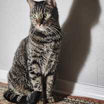 Thumbnail photo of Bombadil #2