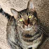 Thumbnail photo of Bombadil #3