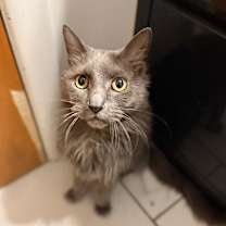 Thumbnail photo of Mr Puff #1