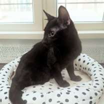 Thumbnail photo of Midnight #3