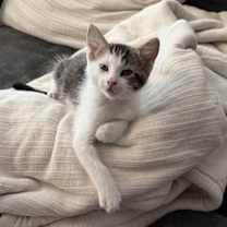 Thumbnail photo of Expresso #3