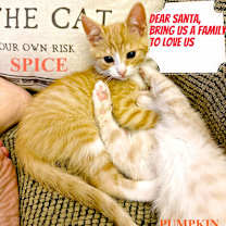 Thumbnail photo of Spice #1