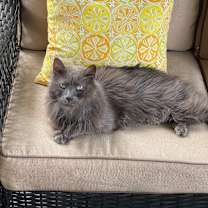 Thumbnail photo of Smokey #1