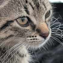 Thumbnail photo of Buttons #1