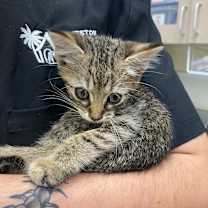 Thumbnail photo of Buttons #2