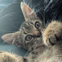 Thumbnail photo of Buttons #3