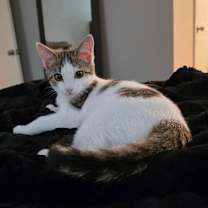 Thumbnail photo of Posey #1