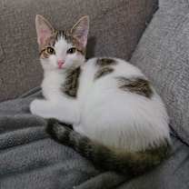 Thumbnail photo of Posey #2