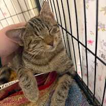 Thumbnail photo of SOL #1