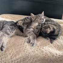 Thumbnail photo of Thistle and Majo #1