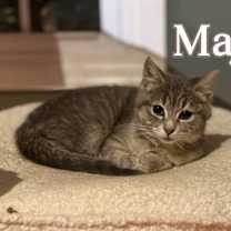 Thumbnail photo of Thistle and Majo #2