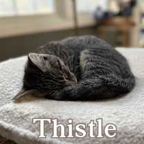Thumbnail photo of Thistle and Majo #3