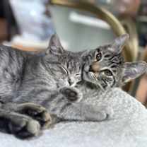 Thumbnail photo of Thistle and Majo #4