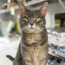 Thumbnail photo of Lunabelle #1