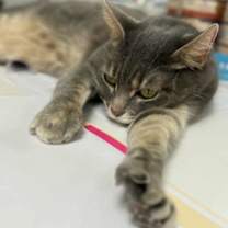 Thumbnail photo of Lunabelle #2