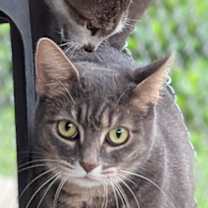 Thumbnail photo of Lunabelle #3