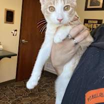 Thumbnail photo of Matcha,+ Jasmine + Chamomile #1