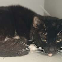 Thumbnail photo of A1 #1