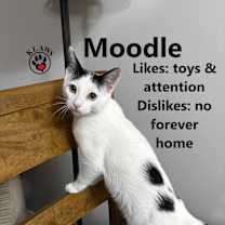 Thumbnail photo of Moodle #1