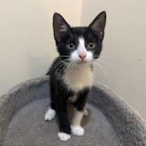 Thumbnail photo of Spoon #1