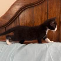 Thumbnail photo of Spoon #2