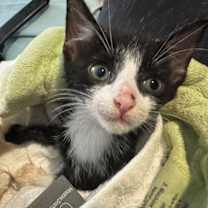 Thumbnail photo of Spoon #3