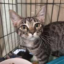 Thumbnail photo of Orianthi  #1