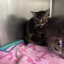 Thumbnail photo of Orianthi  #2