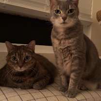 Thumbnail photo of Pippa #3