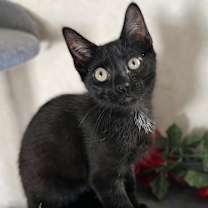 Thumbnail photo of Calvin and Hobbs #1