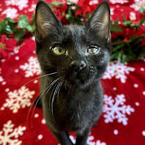 Thumbnail photo of Calvin and Hobbs #4