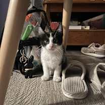 Thumbnail photo of Moo #1