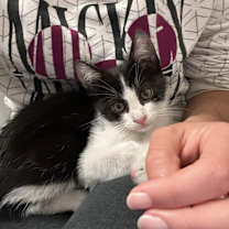 Thumbnail photo of Moo #2