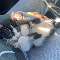 Thumbnail photo of Moo #3