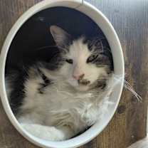 Thumbnail photo of Bucky #4