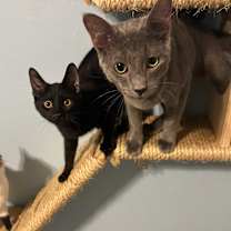 Thumbnail photo of Ozzy #2